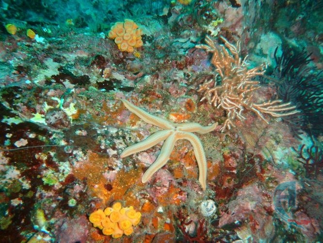 paisaje submarino estrela de mar